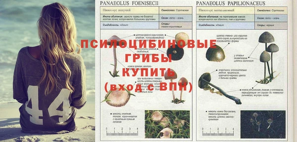 ГАЛЛЮЦИНОГЕННЫЕ ГРИБЫ Белокуриха